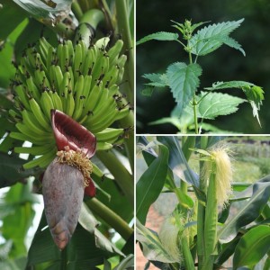 Banana, Nettle and Corn Plants